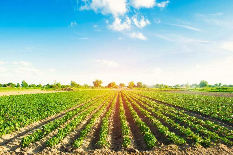 Nitrat im Wasser: Landwirtschaftes Bild zeigt Gemüse-Anbau